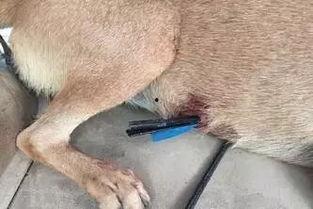 娱乐圈爆料流浪狗是谁,流浪狗身份揭秘，竟是神秘明星！